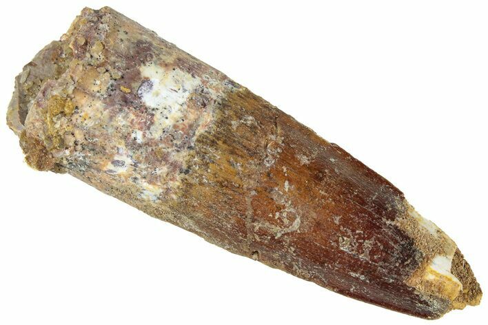 Fossil Spinosaurus Tooth - Real Dinosaur Tooth #311762